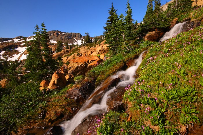 Mountain stream flowing through rocky terrain with wildflowers