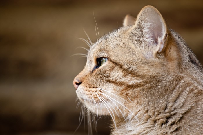 Close-up of a tabby cat's head