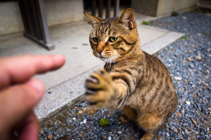 Cat reaching out to a finger