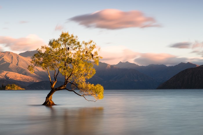 Wanaka Tree, New Zealand Mountains and Lake