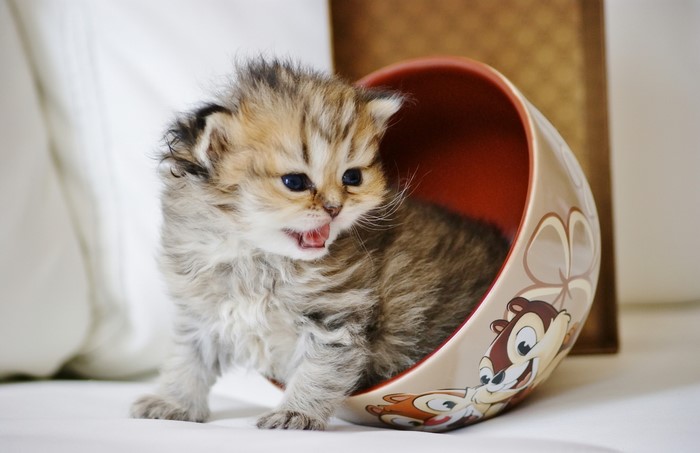 Fluffy kitten sitting in a decorative bowl