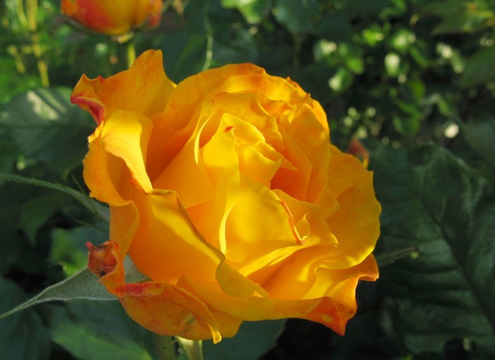 Close-up of a vibrant yellow rose