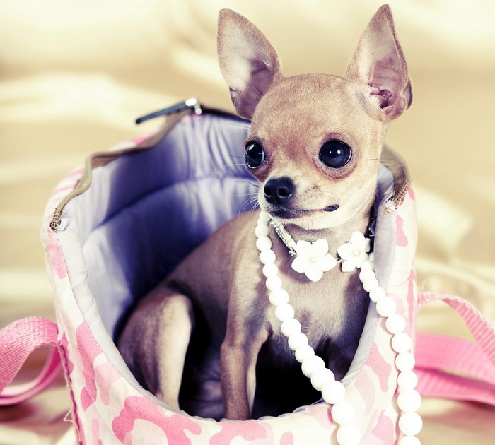 Chihuahua wearing pearls in a pink carrier