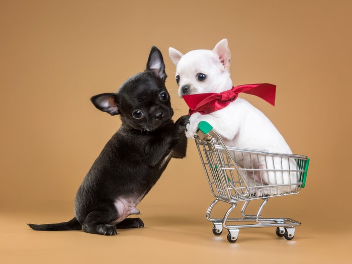 Two Chihuahuas, one in a shopping cart with a red bow