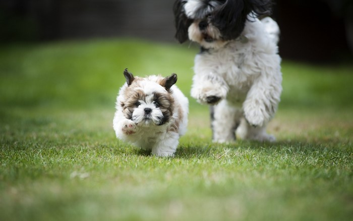 Two Shih Tzu puppies running on grass