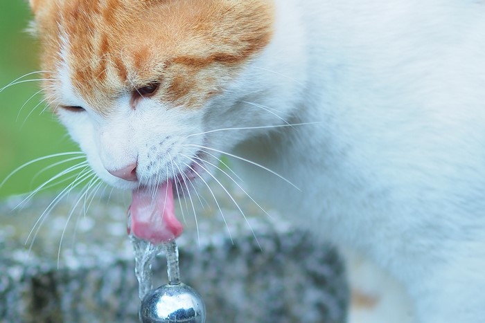Orange and white cat drinking water