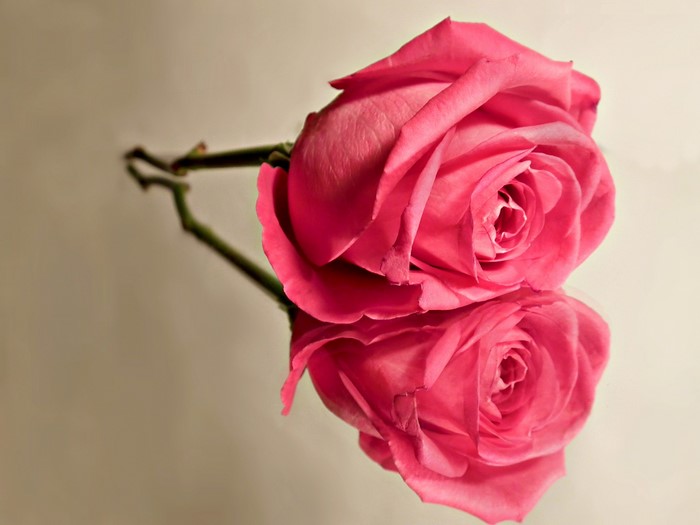Pink rose reflected on a surface