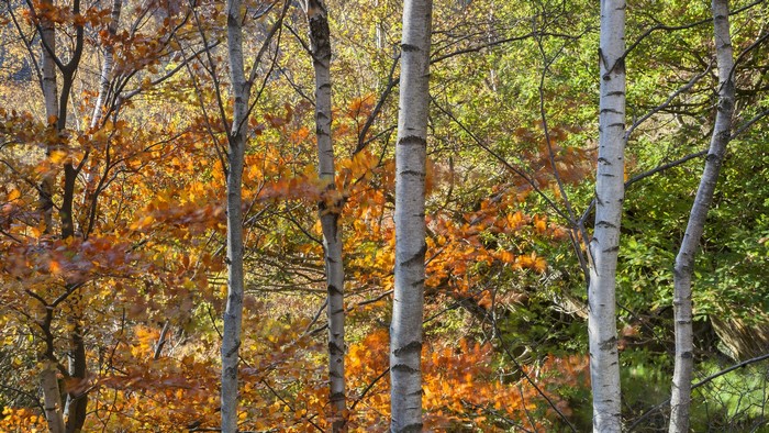 Autumn Birch Trees with Orange Leaves