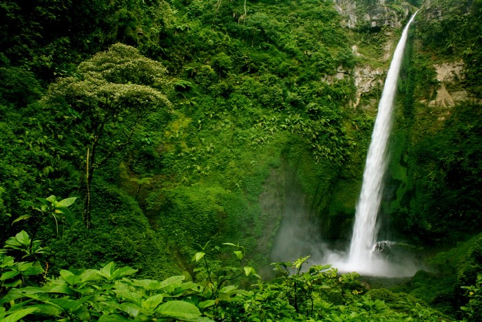 Waterfall in a lush green jungle with trees and shrubs