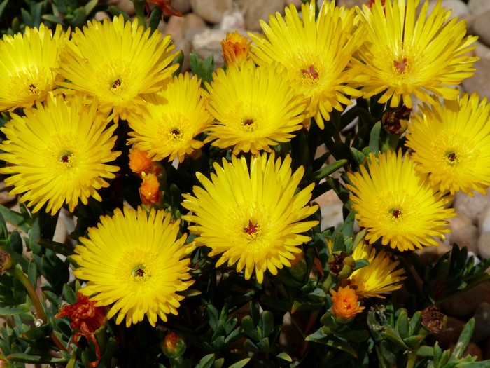 Yellow Mesembryanthemum flowers in bloom