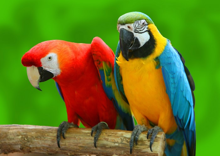 Two Macaw Parrots on a Branch
