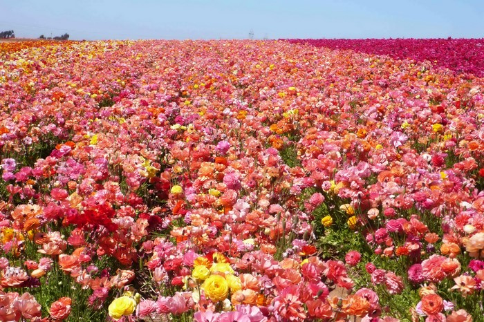 Field of colorful Ranunculus flowers