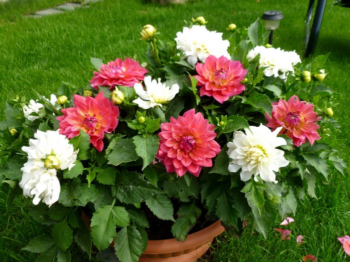 Pink and white dahlias in a pot