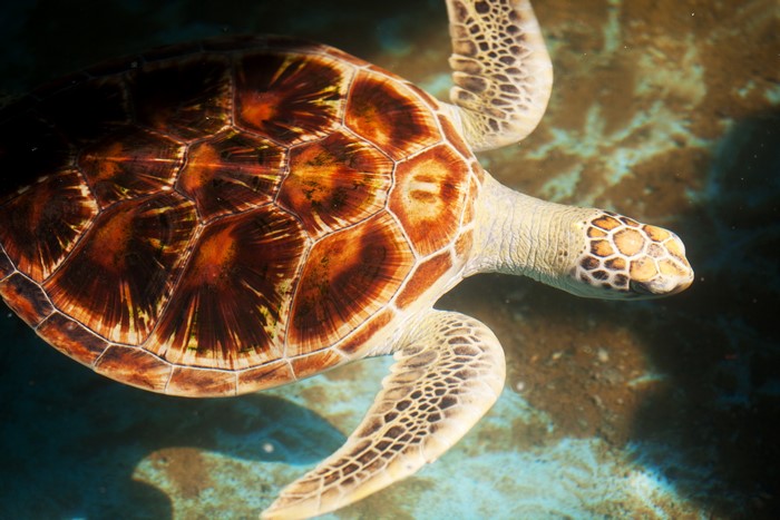 Closeup of a sea turtle underwater