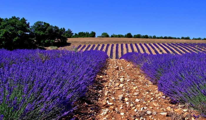 Lavender Fields in Provence