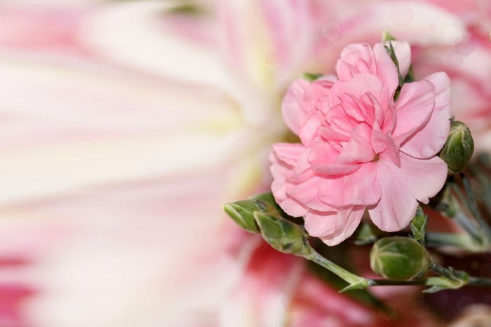 Pink Carnation Flower with Buds