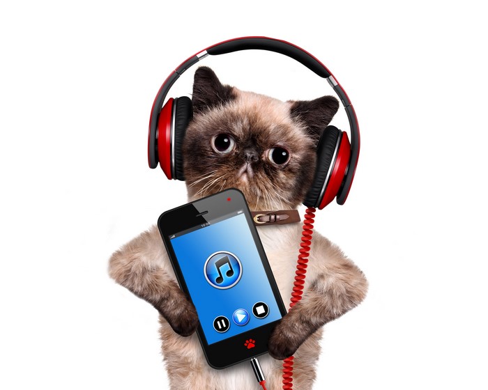 Cat wearing headphones and holding a smartphone