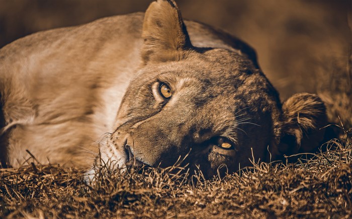 Lioness lying in dry grass