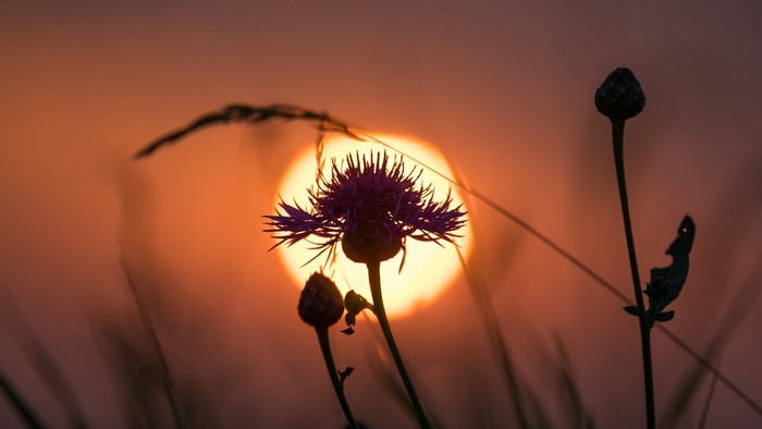 Silhouette of a thistle flower against the setting sun