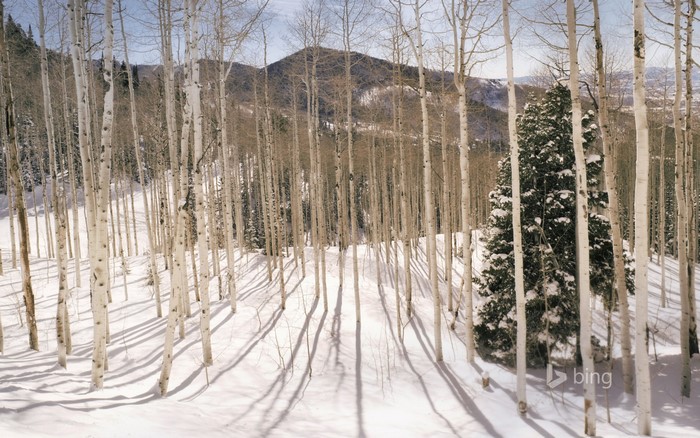 Aspen forest in the Wasatch Mountains, Utah during winter