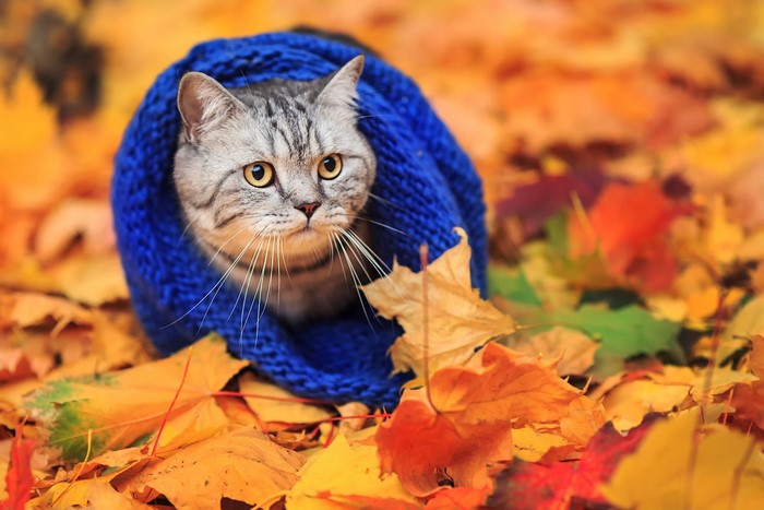 Cat wrapped in blue scarf amidst autumn leaves