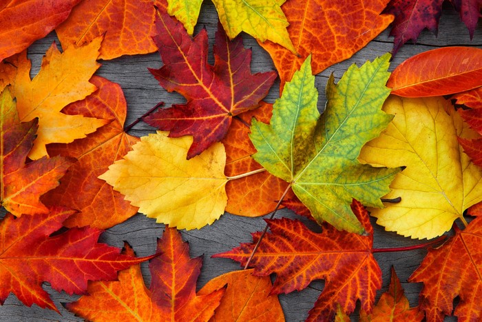 Autumn leaves on a wooden surface
