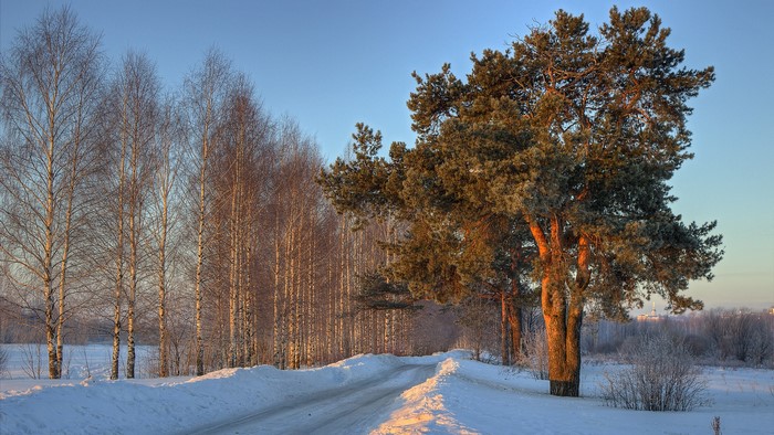 Winter road lined with birch and pine trees