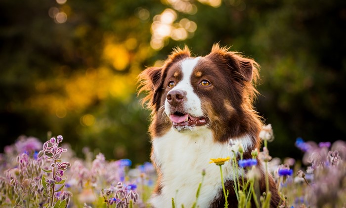 Brown Australian Shepherd dog in a field of flowers
