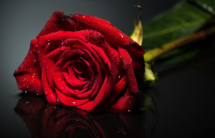 Red rose with water droplets