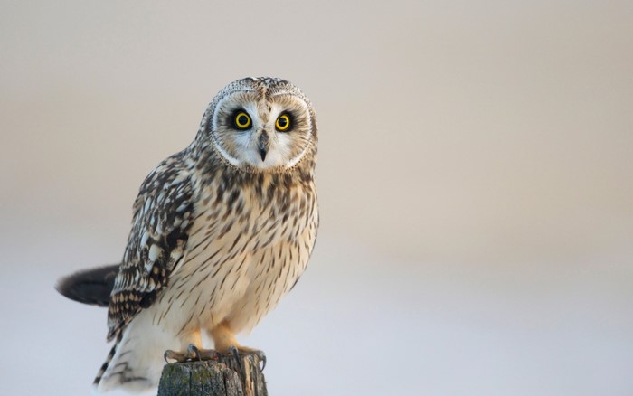 Short-eared owl perched on a wooden post