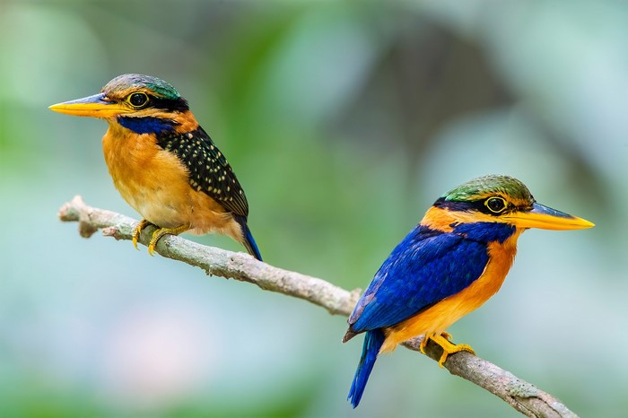 Two colorful kingfishers perched on a branch