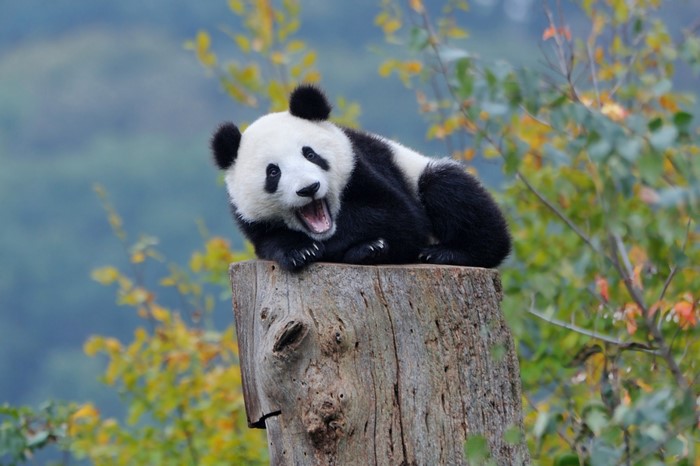 A baby panda yawns on a tree stump
