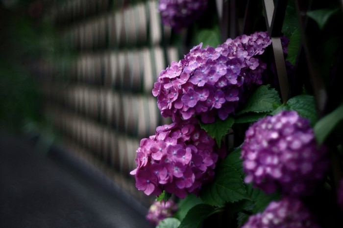 Purple Hydrangea flowers with green leaves