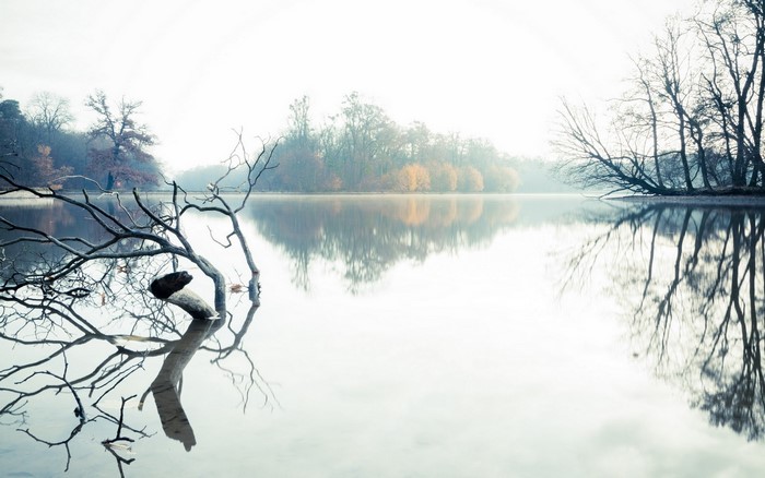 Misty lake with bare trees and reflections