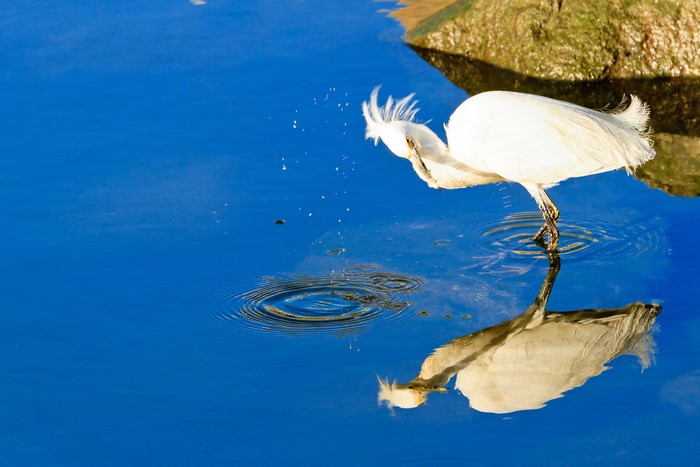White Heron splashing water in blue water