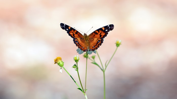 Painted Lady Butterfly on a Flower