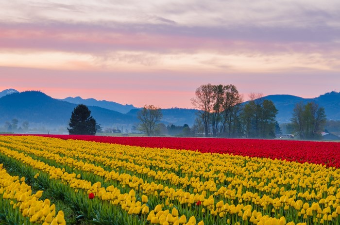 Rows of yellow and red tulips at sunrise with mountains