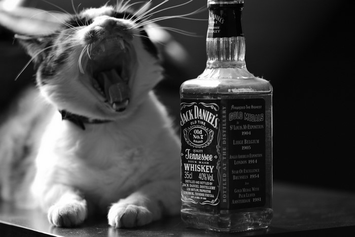 Cat yawning next to a Jack Daniel's bottle