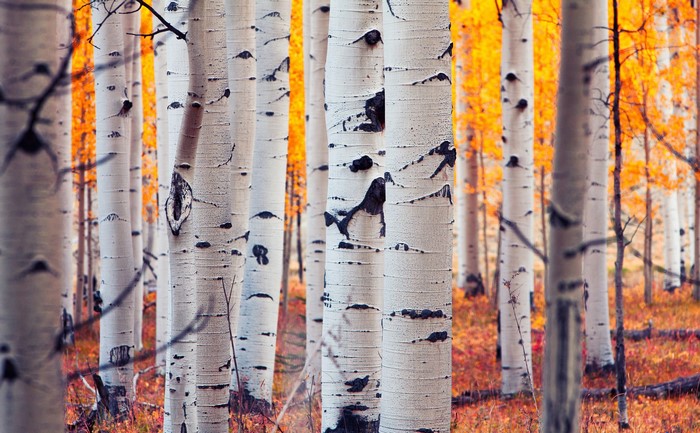 Colorado Aspen forest in autumn