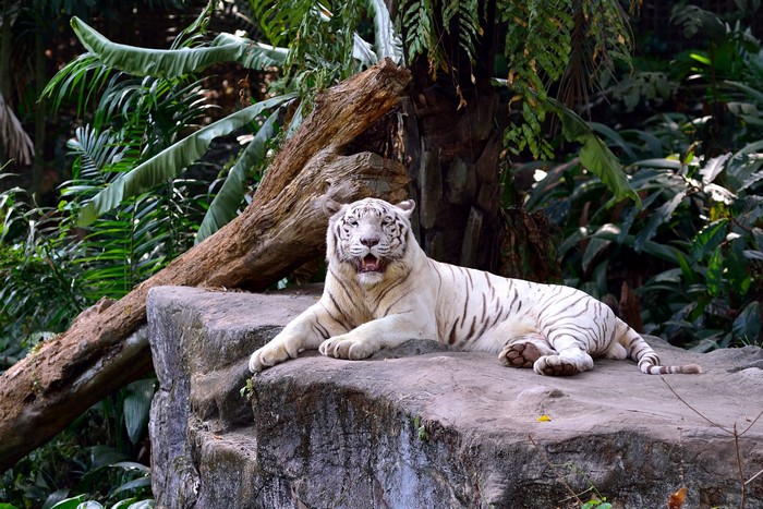 White Tiger Lying on Rocks in a Jungle