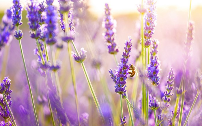 Bee on Lavender Field in Sunlight