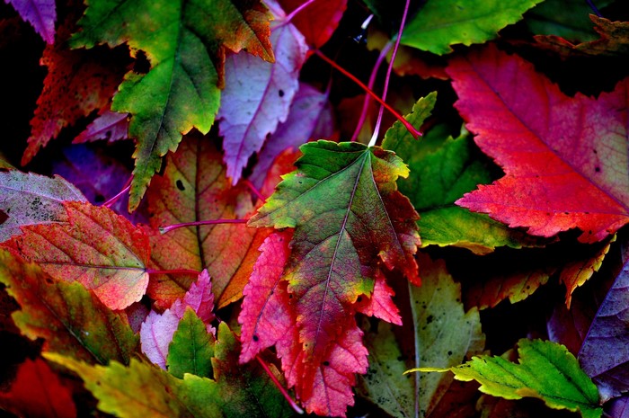 Colorful Autumn Leaves