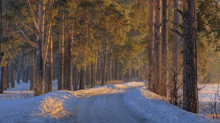 Winter road through a sunlit pine forest