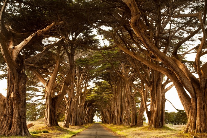 A tree-lined road leading to a building