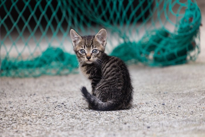 A tabby kitten sits on concrete near a green net