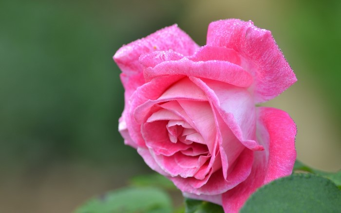Pink rose with dew drops