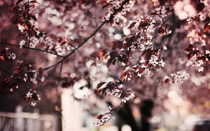 Branches of a flowering tree with dark leaves