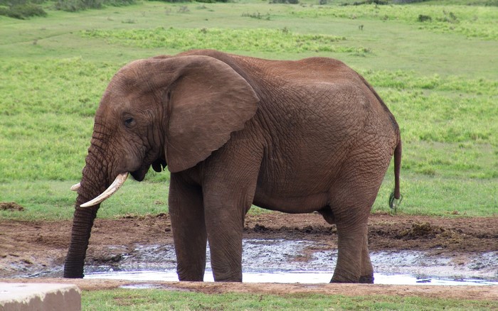 African elephant standing in muddy water