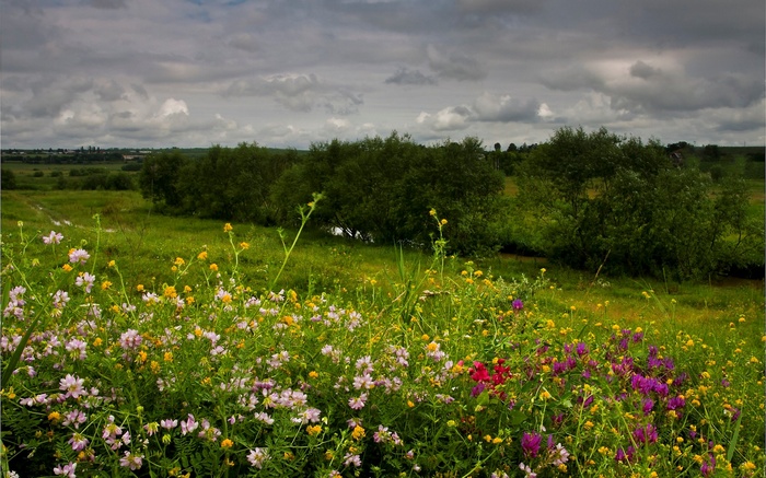 Wildflowers in a Meadow Under a Cloudy Sky