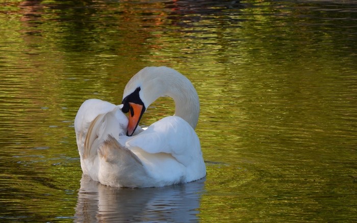 White swan preening in a pond